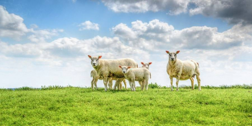 Schafe sind zur Beweidung und Befestigung von Deichen nur schwer zu ersetzen und müssen deshalb vor Wolfsangriffen besonders geschützt werden (Foto: Rudy and Peter Skitterians)