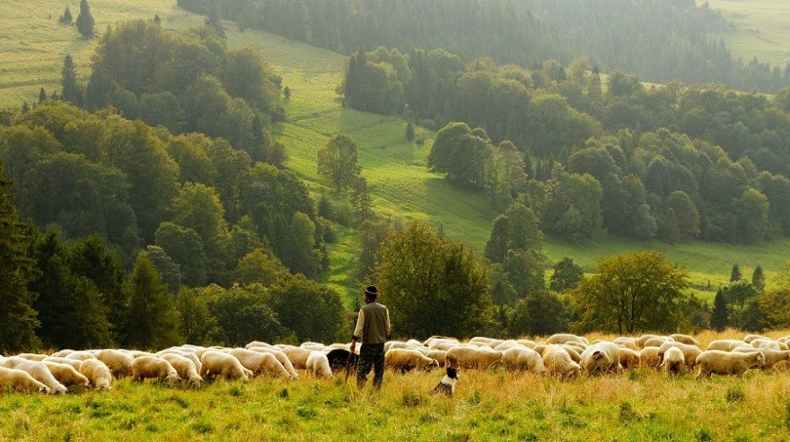 Wanderschäfer mit Schafen