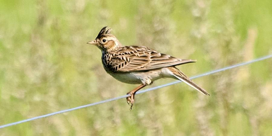 Jäger lassen sich nicht vertrösten, wenn es um den Schutz von Bodenbrütern, wie hier z. B. der Feldlerche, Junghasen oder dem Feldhamster geht. (Foto: Kathy Büscher)