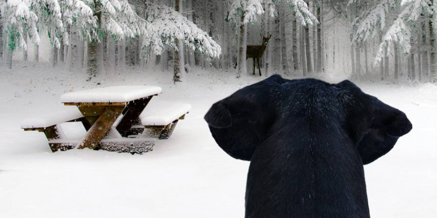 Ein Hund beobachtet ein Stück Wild in winterlicher Landschaft (Symbolbild: Schwoaze)