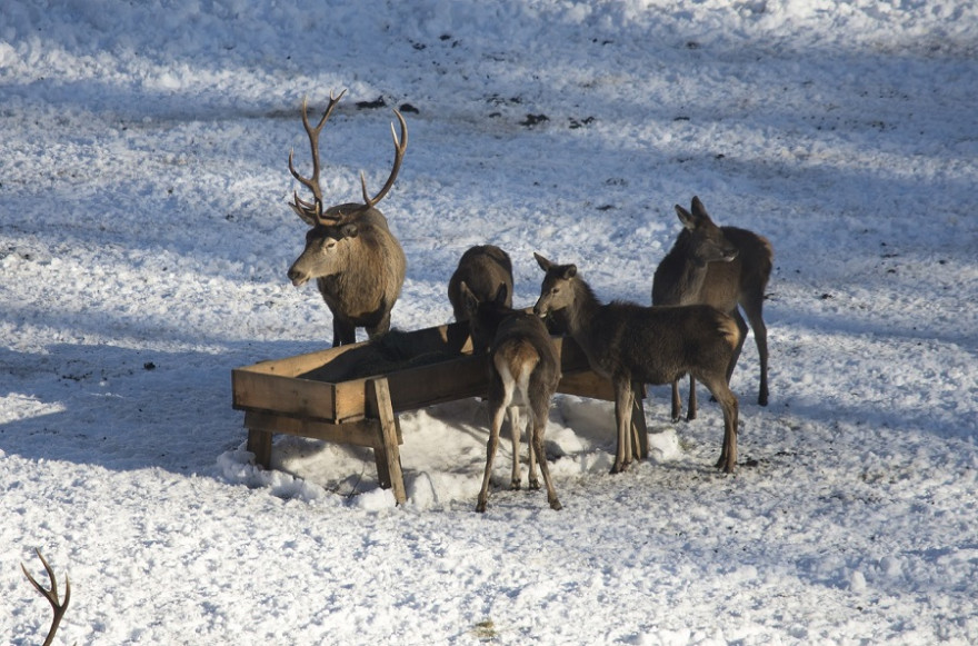 Rotwild an Winterfütterung