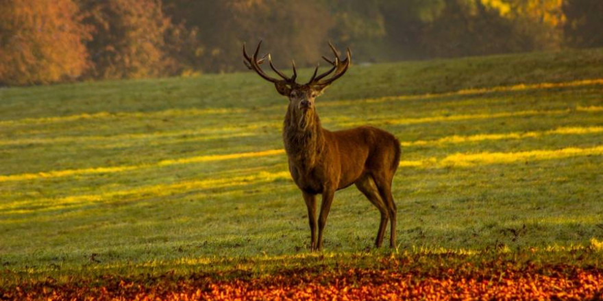 Die Deutsche Wildtier Stiftung lehnt den Vorschlag, die Jagdzeit auf das wiederkäuende Schalenwild bereits am 16. April beginnen zu lassen, strikt ab (Foto: Kelly Rudland)