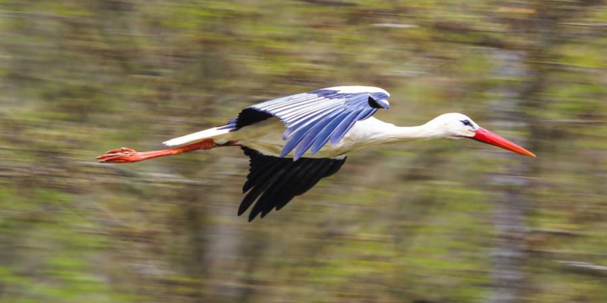 Fliegender Weißstorch (Beispielbild: Tommy_Rau)