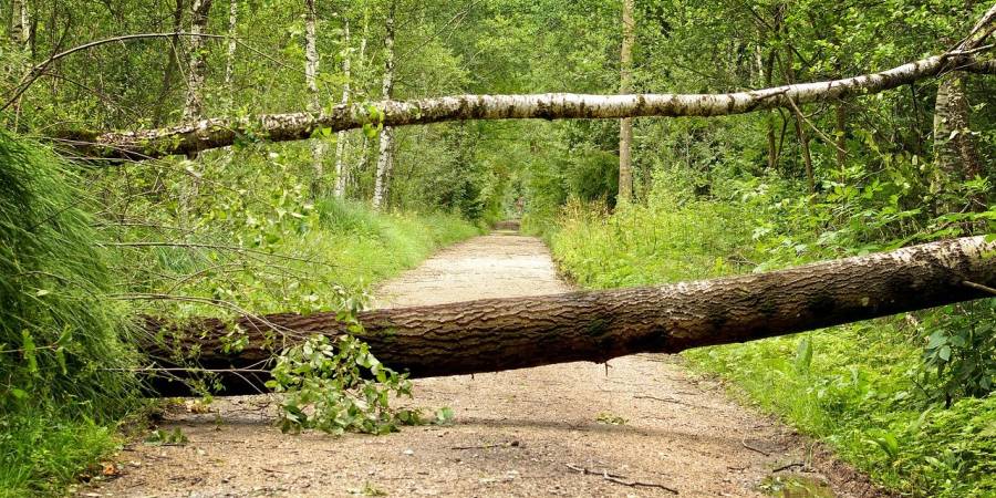 Zwei umgestürzte Bäume versperren einen Waldweg (Symbolbild: Manfred Antranias Zimmer)