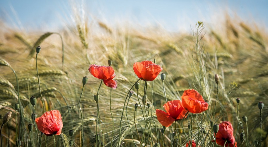 Getreidefeld im Sommer