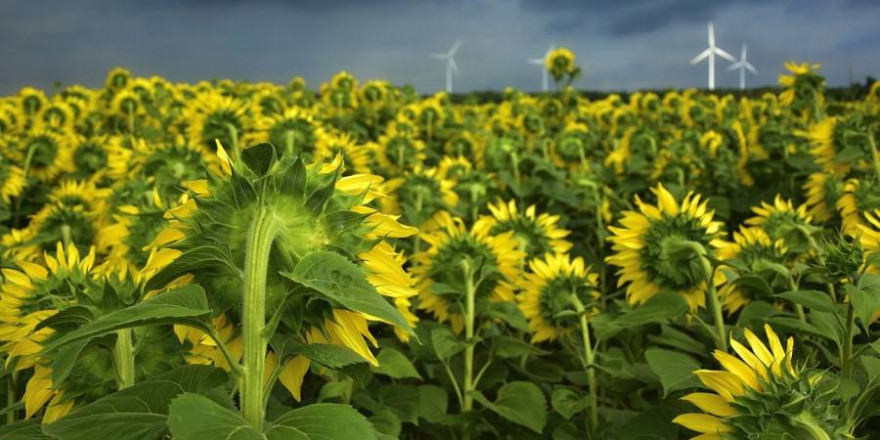 Ein Sonnenblumenfeld mit Windrädern (Symbolbild: Peggychoucair)