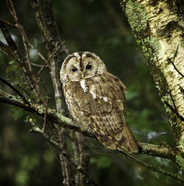 Waldkauz auf einer Birke (Foto: Vanessaanne)