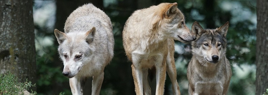 Neues Wolfsgebiet „Eifel – Hohes Venn“