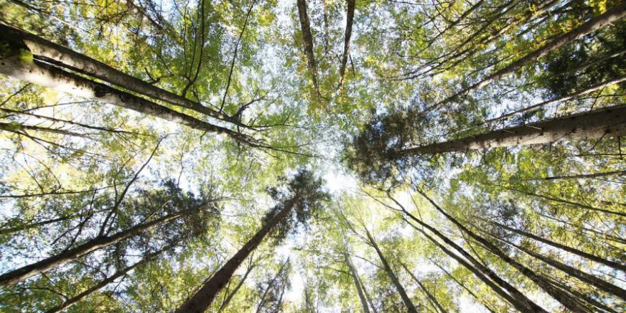 Blick in den Himmel vom Waldboden aus (Foto: Anja Jost)