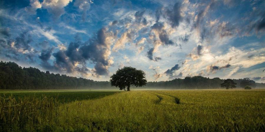 Felder mit einzelnen Bäumen unter bewölktem Himmel (Symbolbild: JuergenPM)