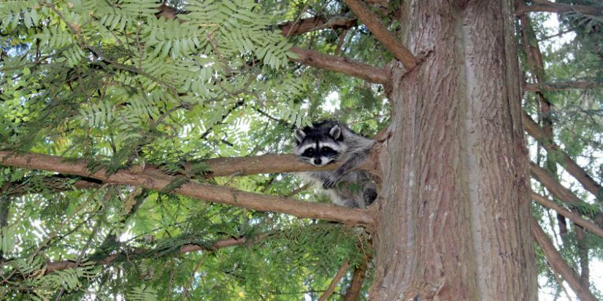 Waschbär in einem Baum (Foto: Simaah)