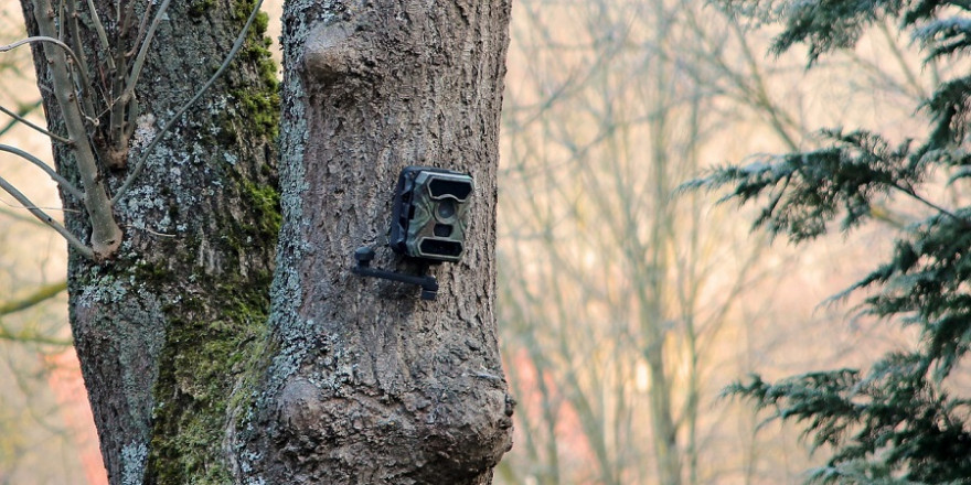 Der Jäger hatte in seinem Revier mehrere Wildkameras montiert. (Beispielbild: Harry Stueber)