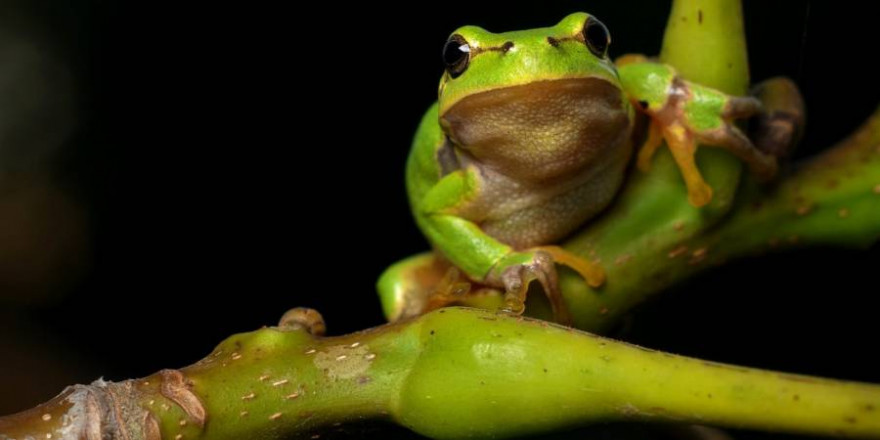 Gefährdet: der Laubfrosch. (Foto: Filip Kruchlik)