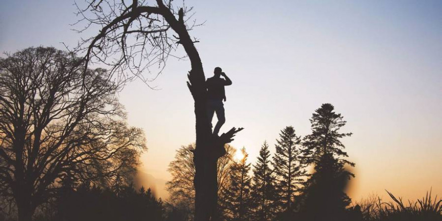 Aus Panik vor einem Schwarzkittel flüchtete der Fahrradfahrer auf einen Baum (Beispielbild: StockSnap)