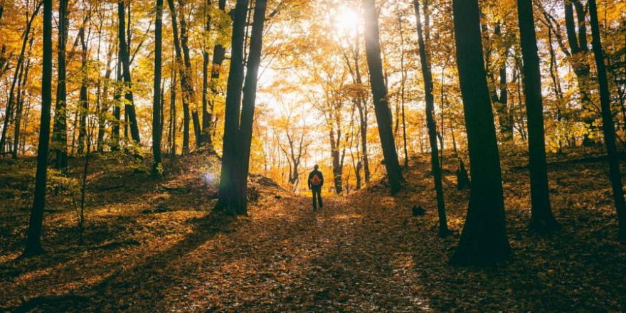 Ein Mann im herbstlichen Wald (Symbolbild: StockSnap)