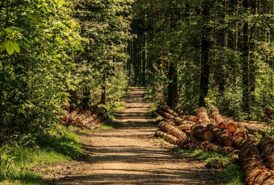 Geschlagenes Holz an Waldweg