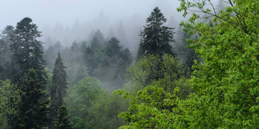 Impression aus dem Schwarzwald (Symbolbild: Marvin Haselbach)