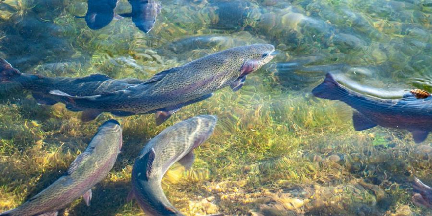 Nach dem traditionellen Abfischen des Stadtbachs in Memmingen, wird die größte gefangene Forelle zur „Königsforelle“ gekürt. Hier zu sehen: Regenbogenforellen. (Symbolbild: Katharina N.)