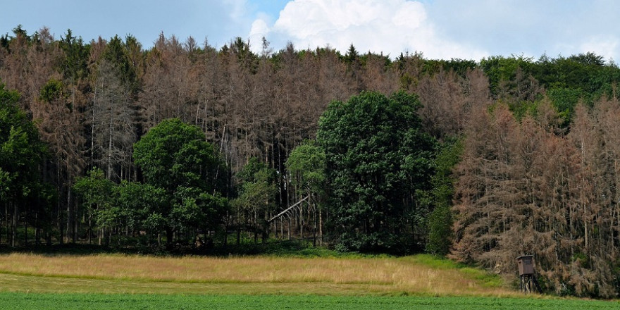 Absterbender Fichtenbestand