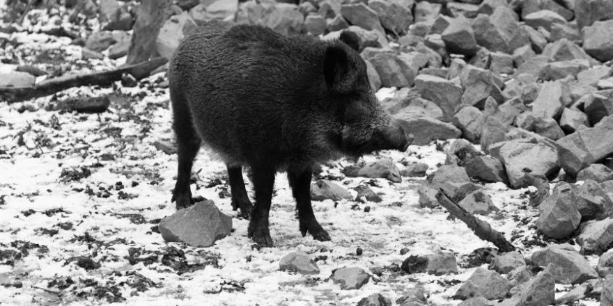 Wildschwein an einer Küste (Foto: dife88)