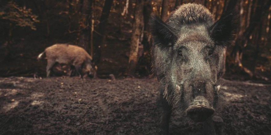 Zwei Wildschweine (Symbolbild: Michal Renčo)