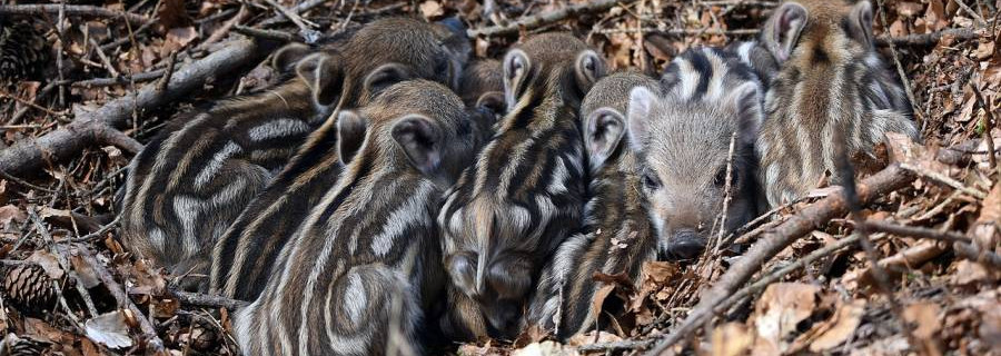 Afrikanische Schweinepest in Sachsen