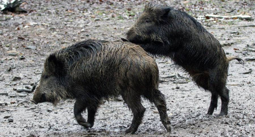 Ob dicker Keiler oder gestreifter Frischling - Sachsen-Anhalt zahlt 65€ für jede erlegte Wildsau (Beispielbild: andreas N)