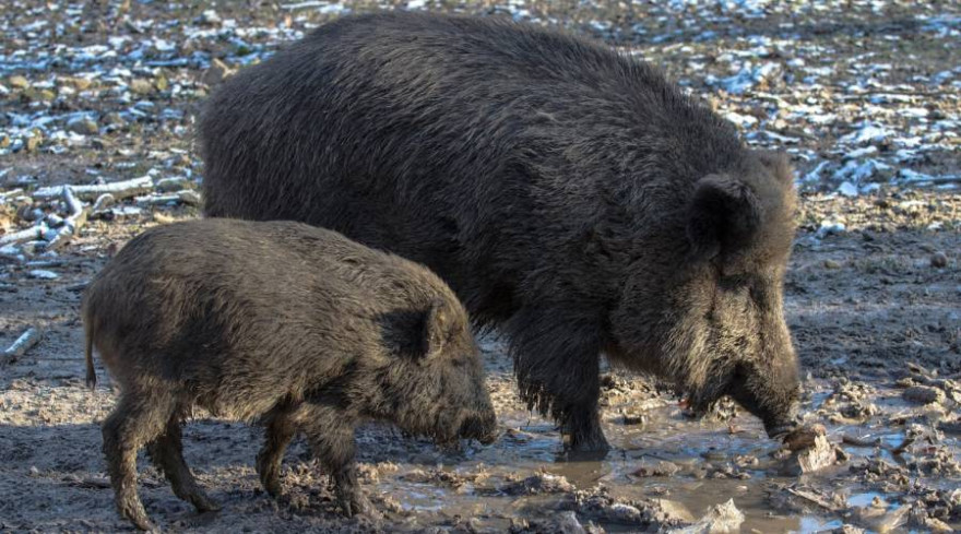 Immer häufiger beunruhigen Wildschweine die Bürger von Stahnsdorf (Beispielbild: andreas N)