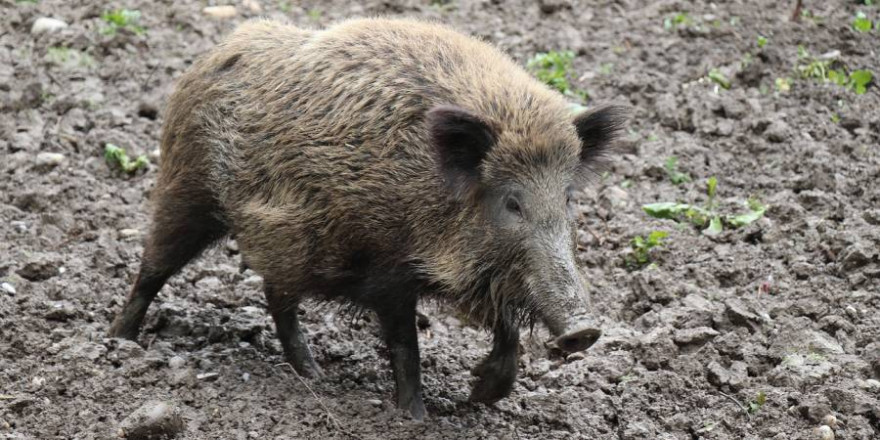 Ein Wildschwein (Symbolbild: Josefka)