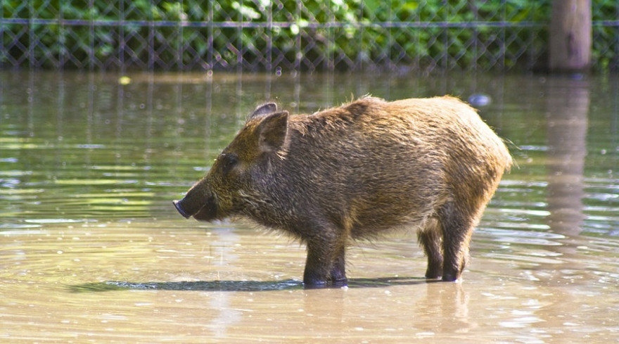 Wildschwein vor Zaun