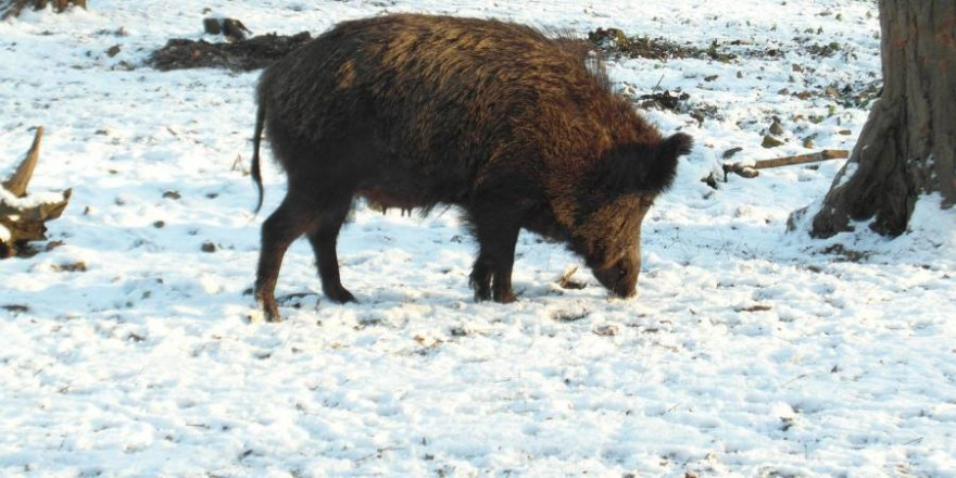 Eine Wildschweinbache im Schnee (Foto: Gaby Stein)