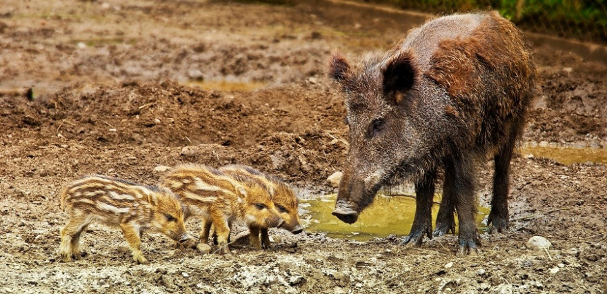 Der rund 70 Kilometer lange „Wildschweinzaun“ entlang der deutsch-dänischen Grenze soll das Überwechseln von Schwarzwild aus Deutschland verhindern.