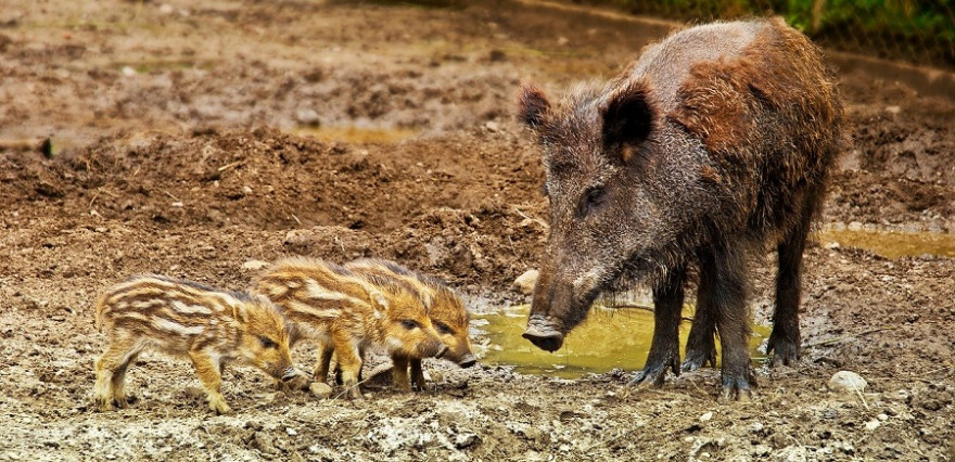 Der rund 70 Kilometer lange „Wildschweinzaun“ entlang der deutsch-dänischen Grenze soll das Überwechseln von Schwarzwild aus Deutschland verhindern. 