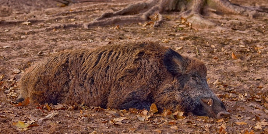 Bricht die ASP aus soll eine vermehrte Fallwildsuche die Infektionsmöglichkeiten gesunder Wildschweine minimieren.