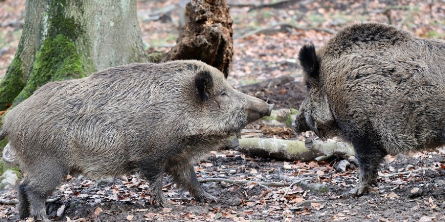 Wildschweinabwehrnetze sollen das Einwandern von Schwarzwild aus Polen nach Sachsen verhindern.