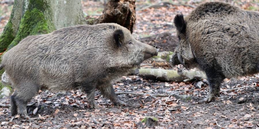 Zwei Wildschweine (Symbolbild: Annette Meyer)