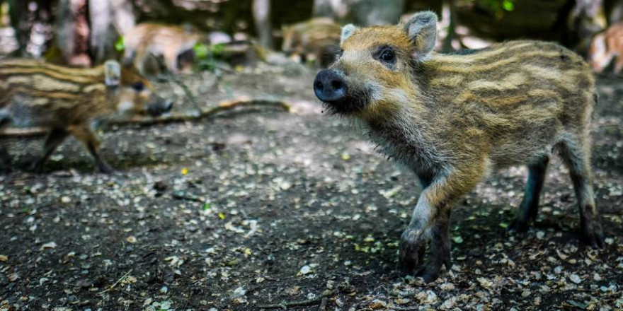 Die größte Gefahr sich mit Trichinellose anzustecken geht von Wildschweinen aus. (Beispielbild: Michal Renčo)