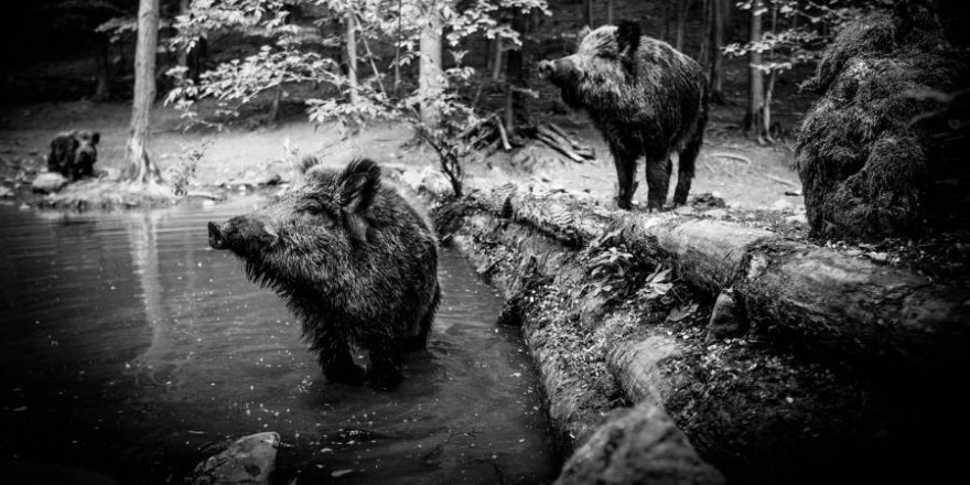 Drei Wildschweine an einer Suhle (Foto: Michal Renčo)