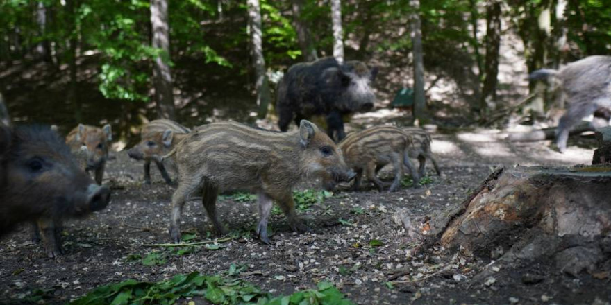 Eine Rotte Wildschweine (Beispielbild: Michal Renčo)