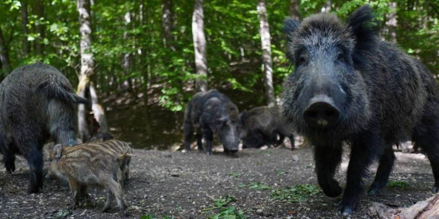 Mit einer Rotte Wildschweine sollte man sich besser nicht anlegen (Beispielbild: Michal Renčo)