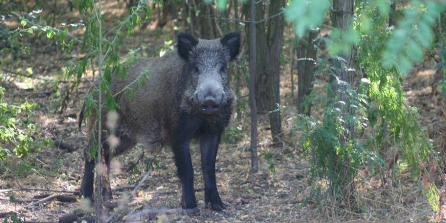 Ein Wildschweinkeiler (Symbolbild: Sorin Tincu)