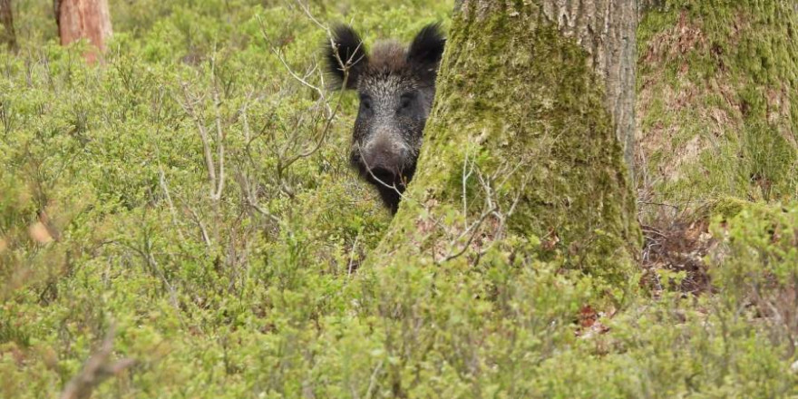 Ein Wildschwein hinter zwei Eichen (Symbolbild: Peter van Kasteren)