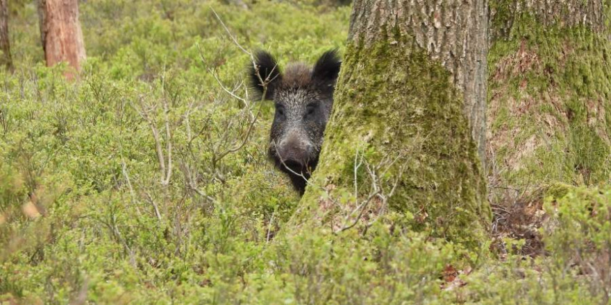 Wildsau im Wald (Symbolbild: Peter van Kasteren)