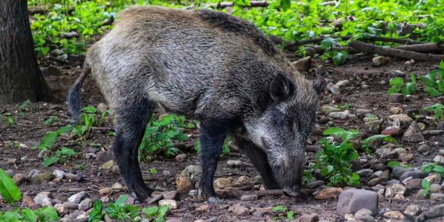 Ein Wildschwein (Symbolbild: Thomas G.)