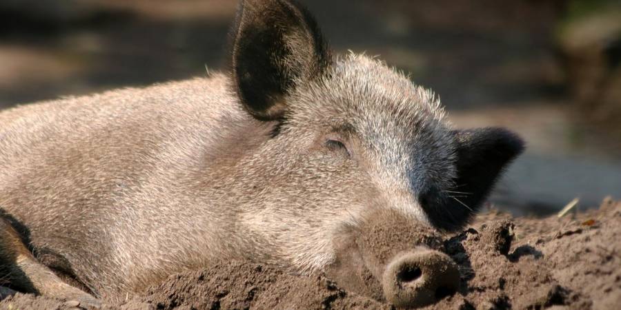 Liegendes Wildschwein (Symbolbild: katerinavulcova)