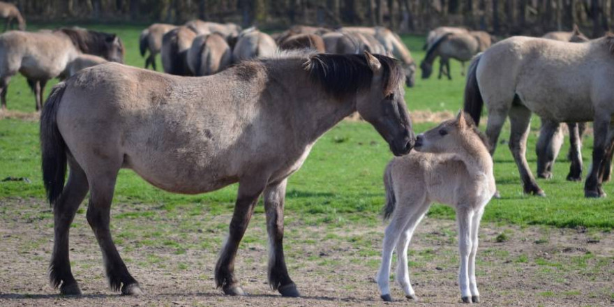 Dülmener Wildpferd-Stute mit ihrem Fohlen vor dem Rest der Herde (Beispielbild: Brummeier)