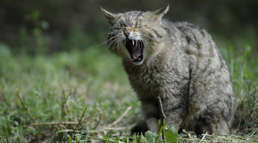 Das Parlament will die europäische Tier- und Pflanzenwelt besser schützen. Hier - eine gähnende Wildkatze (Symbolbild: Helmut Stirnweis)