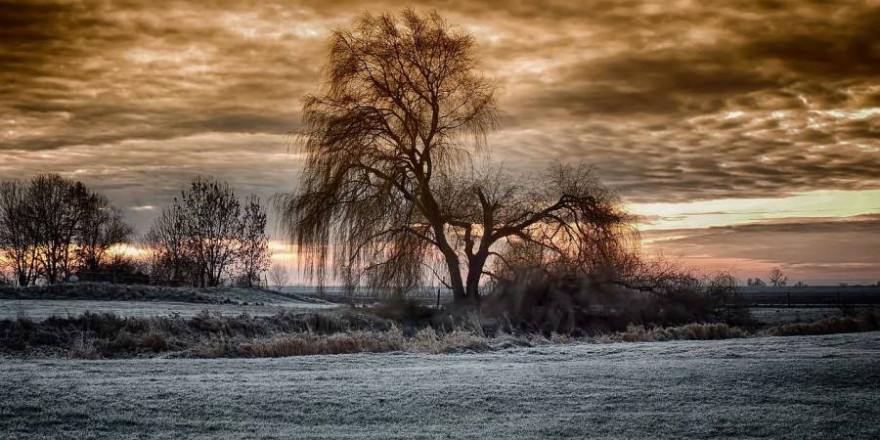 Weide im Winter (Foto: Hans Benn)