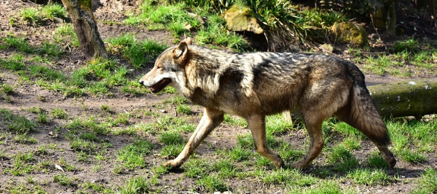 Ziehender Wolf