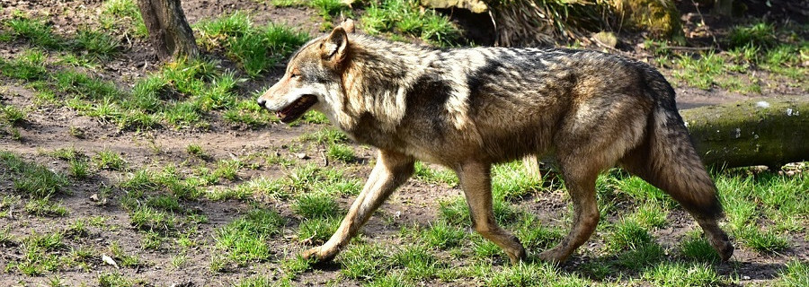 „Willkommen Wolf reicht nicht, Politik muss dringend handeln“